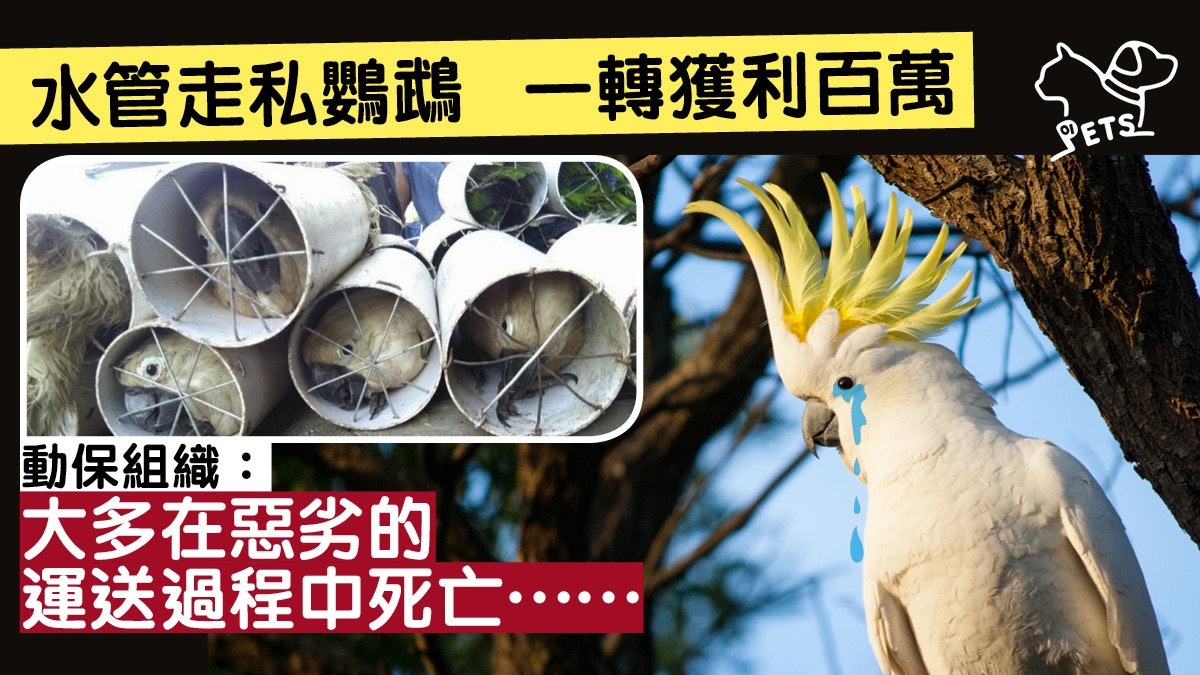 領養代替購買 水管偷運鸚鵡慘無人道購買寵物隨時變幫兇 香港01 寵物 領養代替購買 水管偷運鸚鵡慘無人道購買寵物隨時變幫兇 香港01 寵物