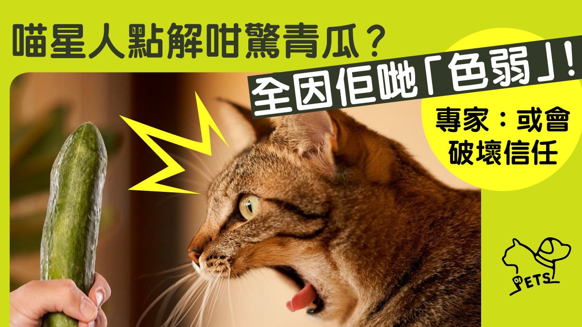 求心理陰影面積】貪得意用青瓜嚇貓獸醫：留意嚇親或會有後患