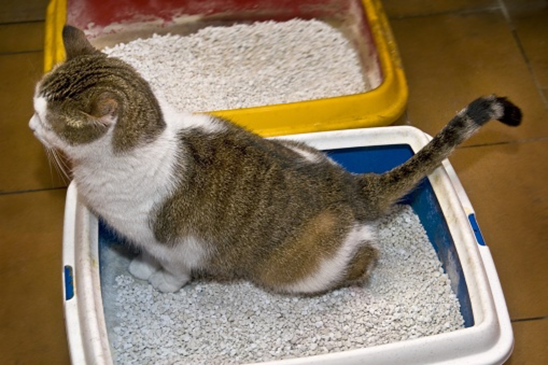 小編分享 貓砂太深色看不到貓尿狀況應否轉砂以便觀察 香港01 寵物