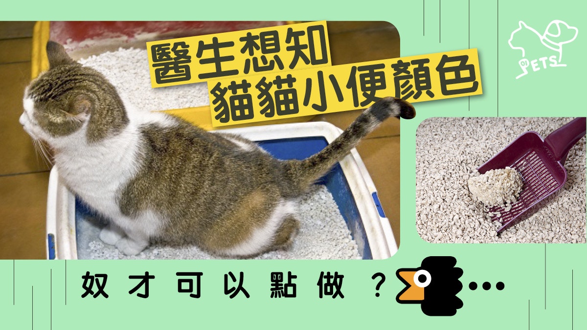 小編分享】貓砂太深色看不到貓尿狀況應否轉砂以便觀察?|香港01|寵物