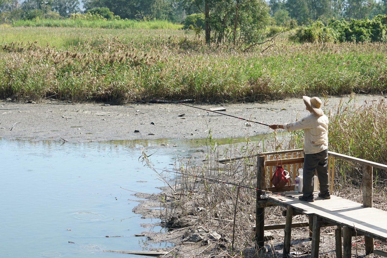 南生圍大水退】婚紗橋橋躉外露死魚處處釣魚伯稱常見照垂釣