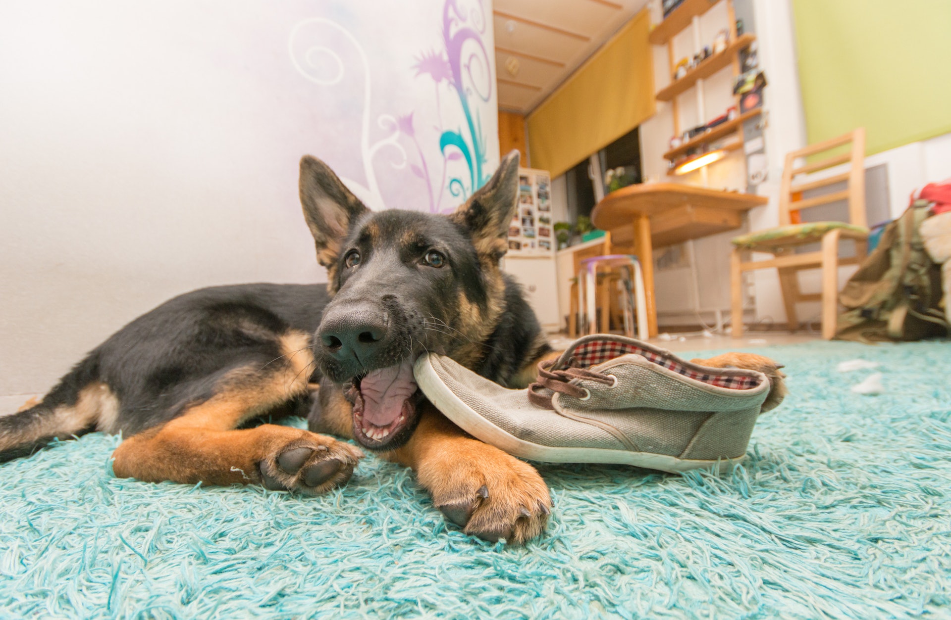 狗狗咬鞋除了發牙痕,只怪牠們太愛你。(istock) 狗狗咬鞋除了發牙痕,只怪牠們太愛你。(istock)