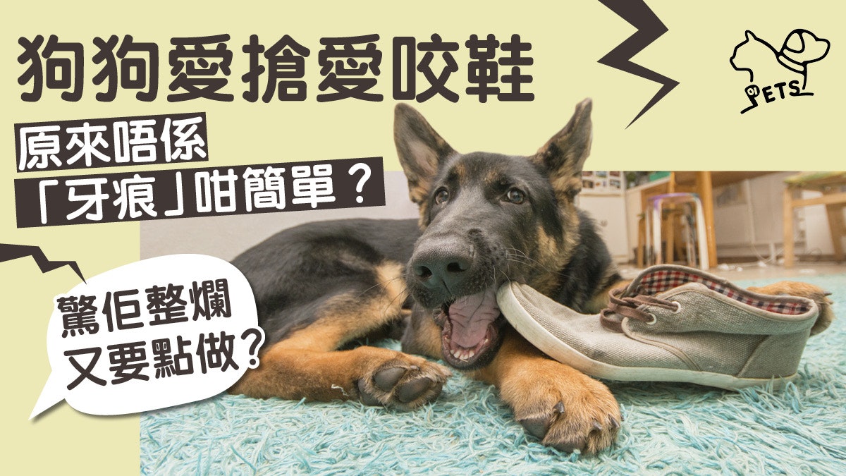【小編分享】狗狗點解愛咬鞋? 發現真正原因 便不再生氣…… 【小編分享】狗狗點解愛咬鞋? 發現真正原因 便不再生氣……