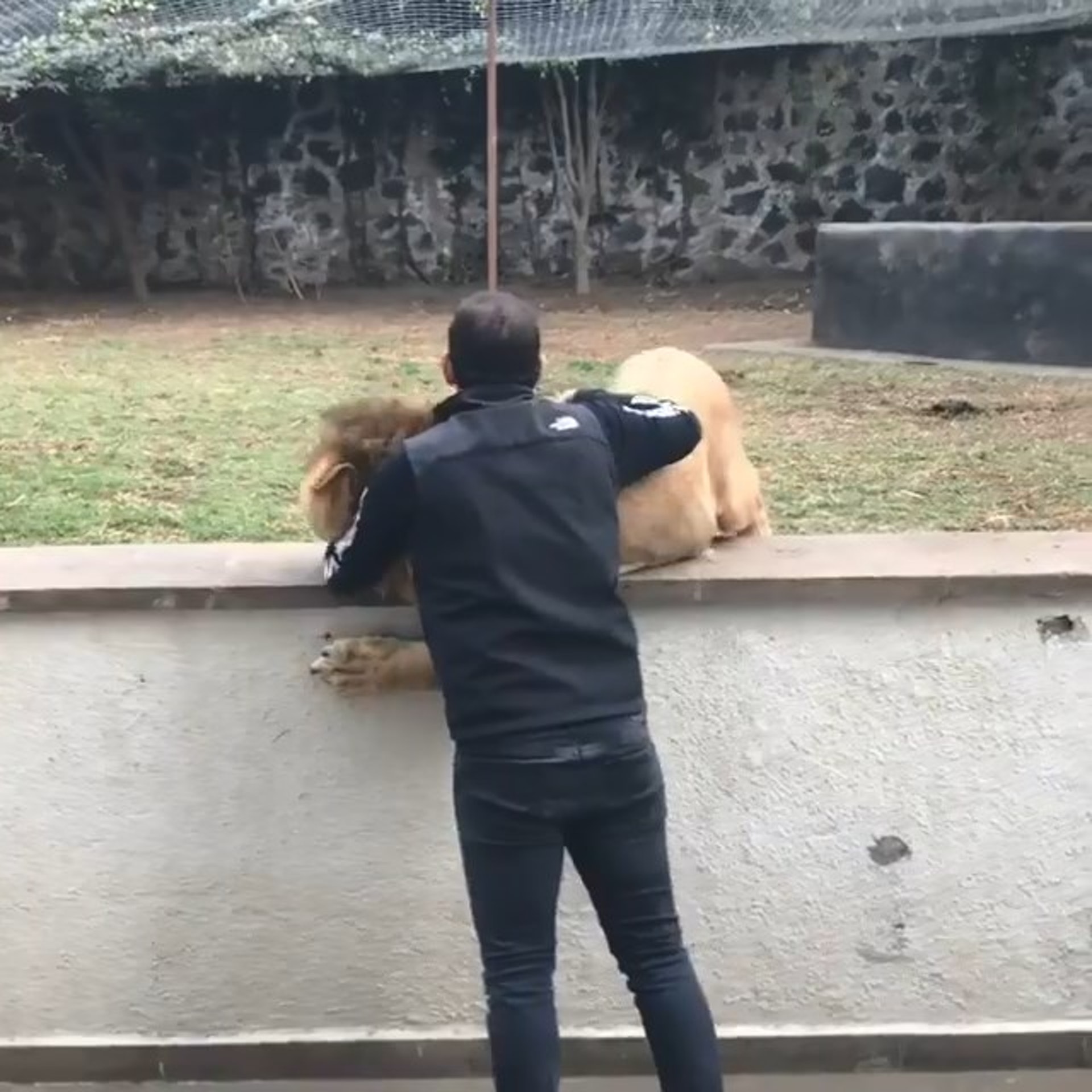 獅子聽到塞里奥呼喚牠,立即急轉彎飛奔過去,豈料速度過快當場跣倒,最後成功與救命恩人窩心抱抱。(The Black Jaguar-White Tiger Foundation fb片段截圖) 獅子聽到塞里奥呼喚牠,立即急轉彎飛奔過去,豈料速度過快當場跣倒,最後成功與救命恩人窩心抱抱。(The Black Jaguar-White Tiger Foundation fb片段截圖)