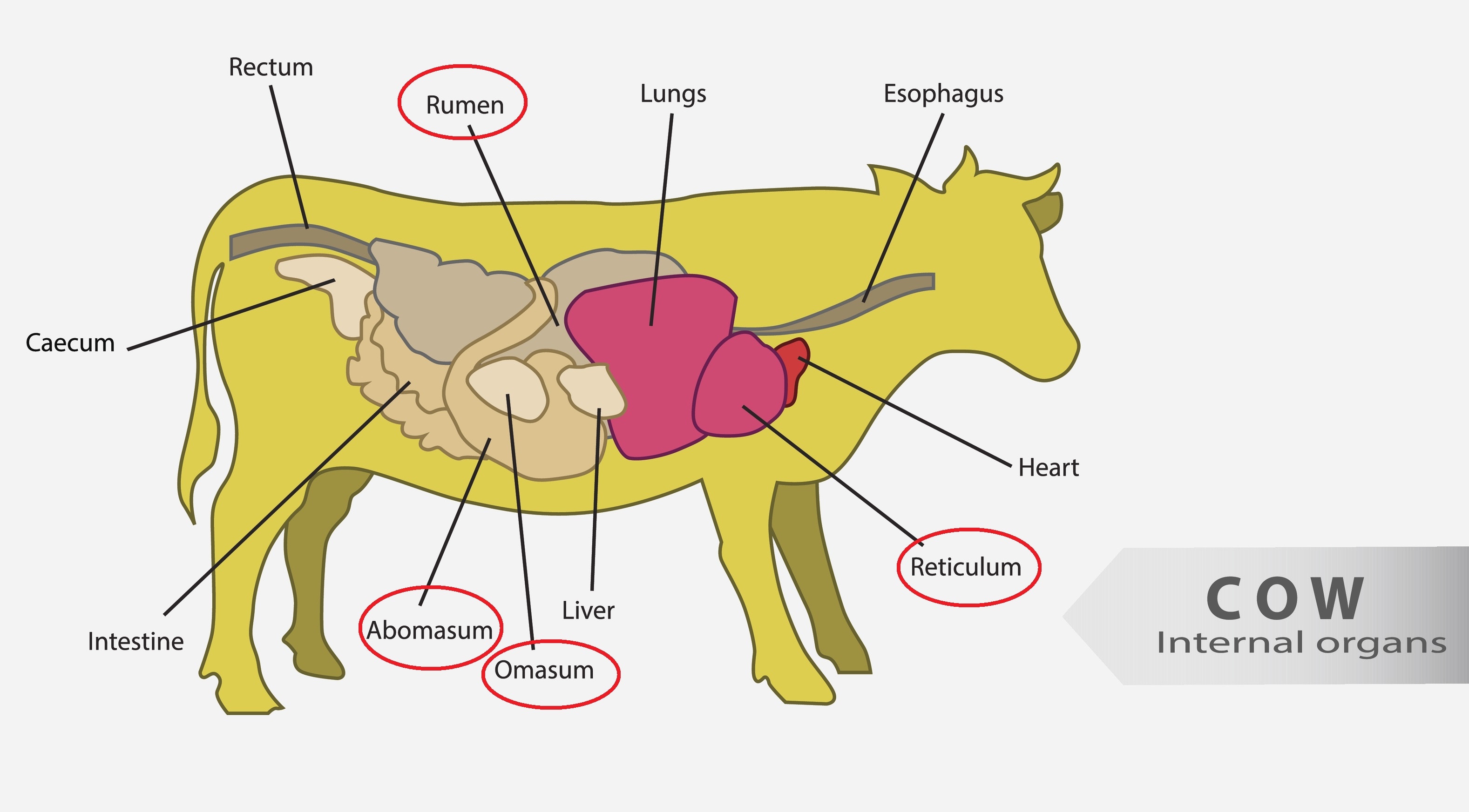 牛內臟的位置示意圖，Rumen（牛肚）、 Reticulum（金錢肚）、Omasum（牛柏葉）、Abomasum（牛沙瓜）（istock)