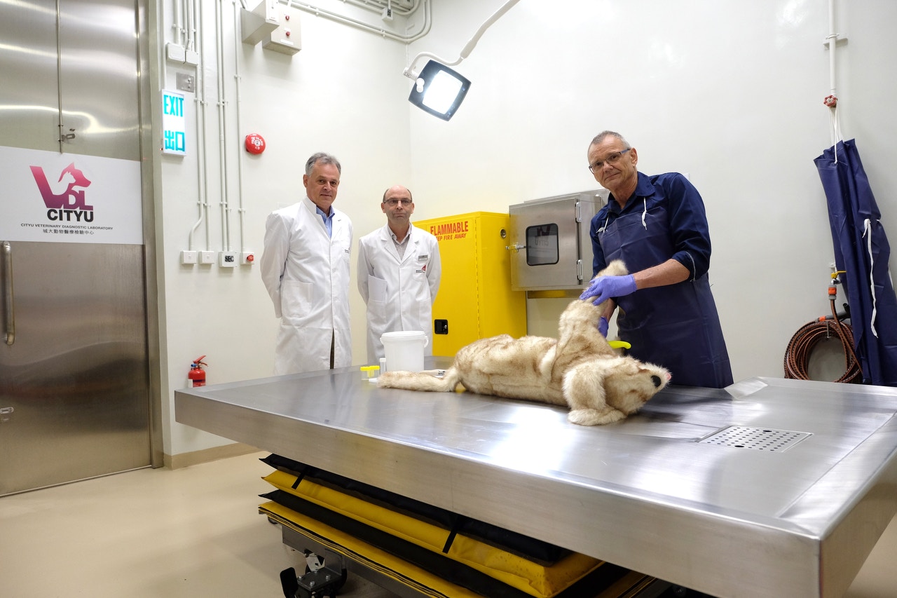動物病理學專家進行動物活體組織檢驗和解剖化驗，可準確透過解剖找出動物死因。（盧翊銘攝）
