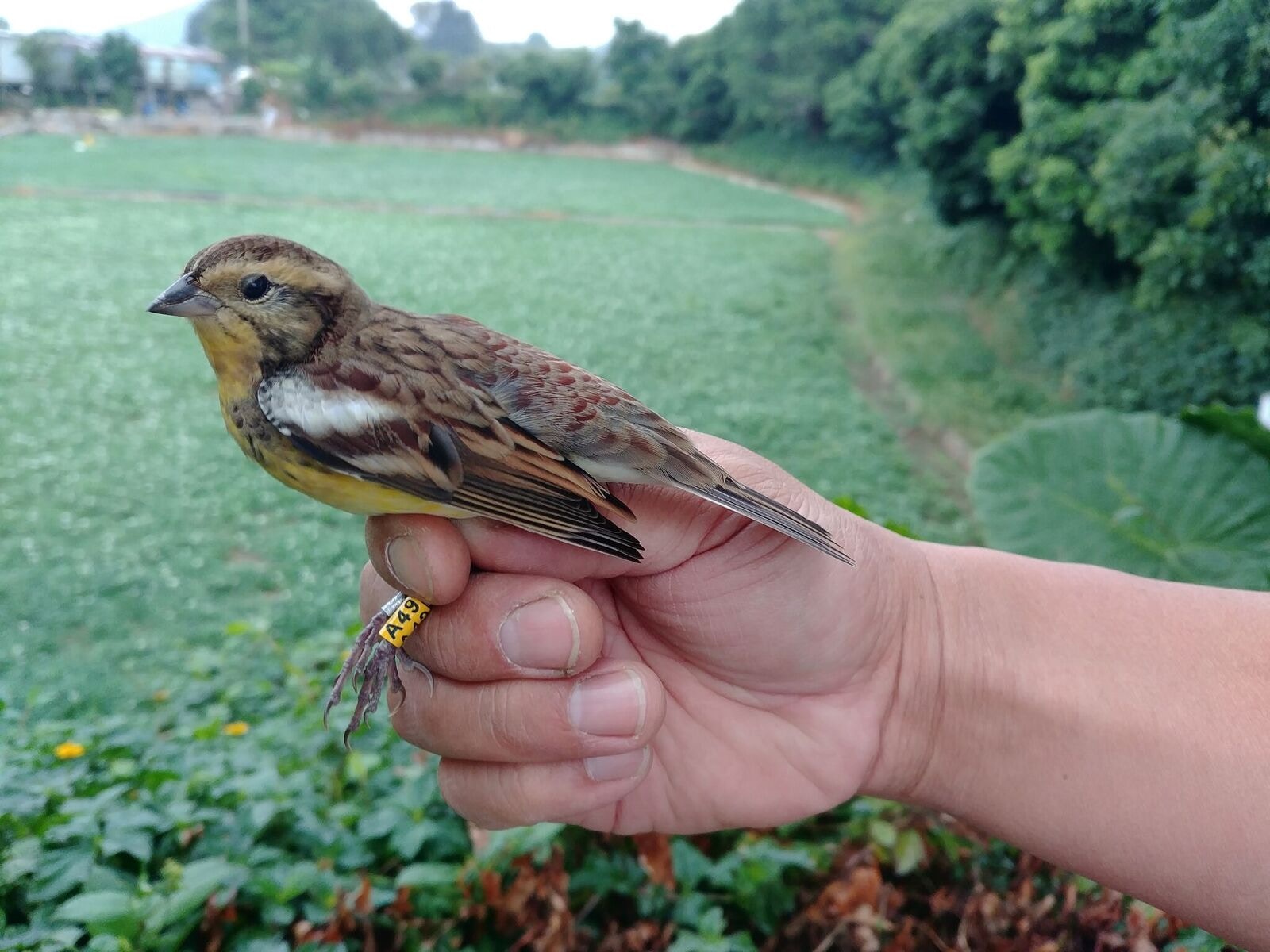 禾花雀 極度瀕危 內地食肆訛稱桂花雀 港客每人食一打 香港01 社會新聞