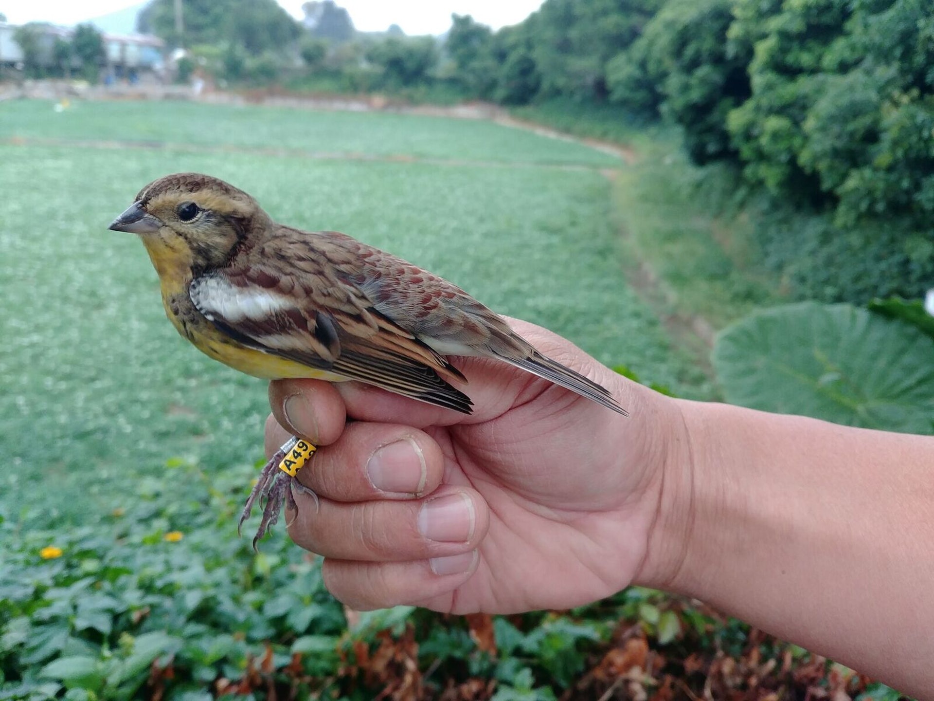 禾花雀 極度瀕危 內地食肆訛稱桂花雀 港客每人食一打 香港01 社會新聞 禾花雀 極度瀕危 內地食肆訛稱桂花雀 港客每人食一打 香港01 社會新聞