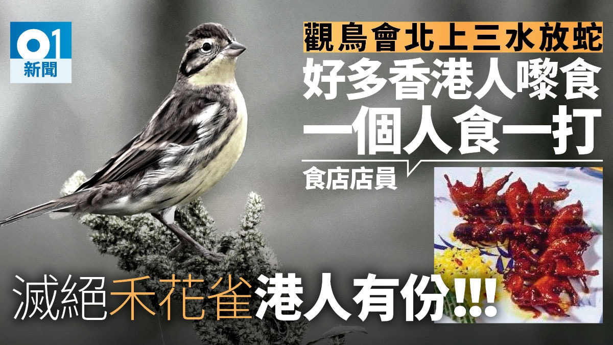 禾花雀 極度瀕危 內地食肆訛稱桂花雀 港客每人食一打 香港01 社會新聞