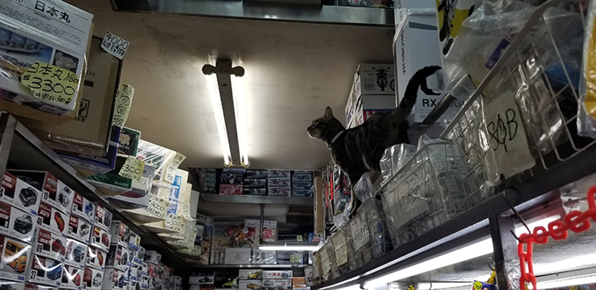 福利模型店內的貓店長日日自由活動,悠然自得甚至打攪客人,所以大家勿再誣衊牠們是「惡貓」了。(禤宏俊攝) 福利模型店內的貓店長日日自由活動,悠然自得甚至打攪客人,所以大家勿再誣衊牠們是「惡貓」了。(禤宏俊攝)