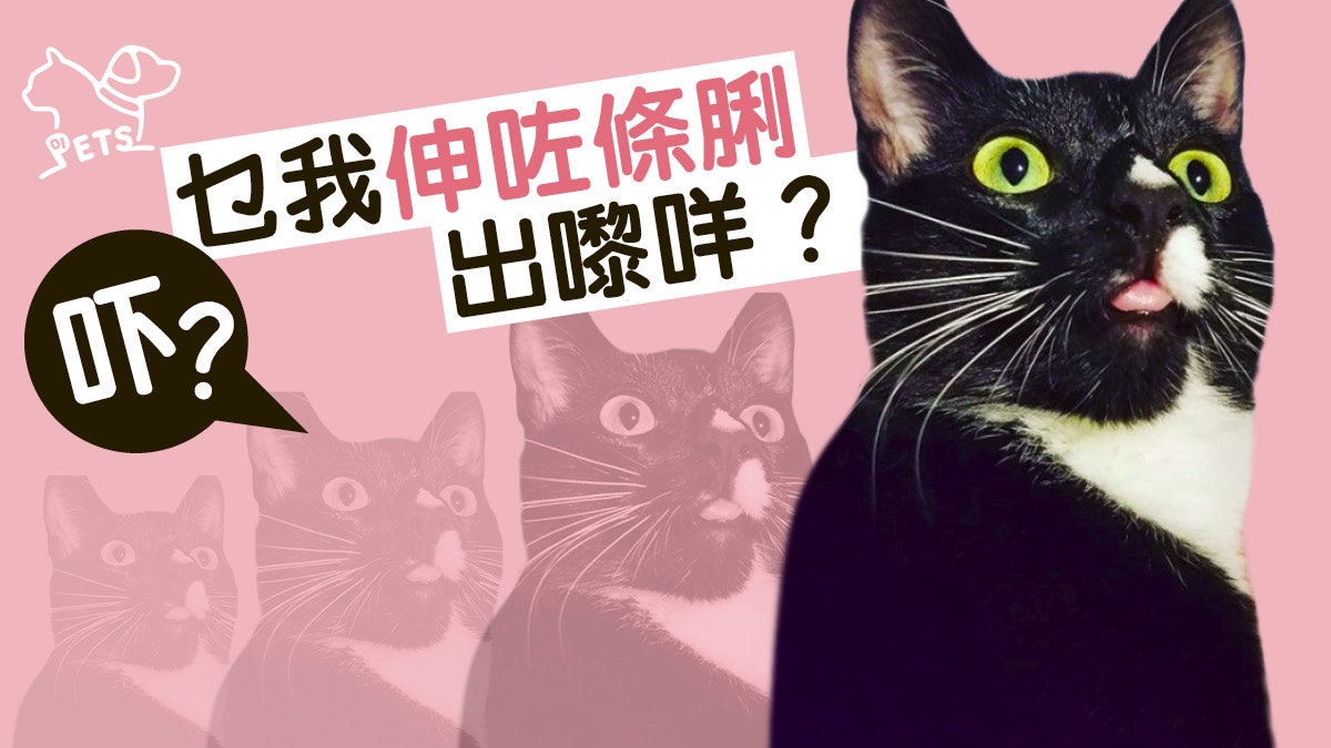 【#cattongue】貓貓條脷經常伸出來 要帶牠看醫生嗎? 【#cattongue】貓貓條脷經常伸出來 要帶牠看醫生嗎?