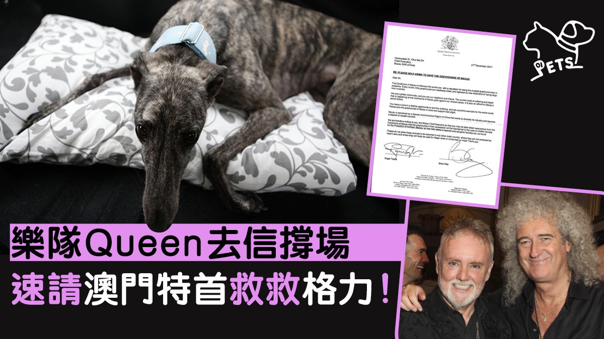 【救救格力】國際關注澳門格力犬 Queen樂隊:牠們應有更好待遇 【救救格力】國際關注澳門格力犬 Queen樂隊:牠們應有更好待遇