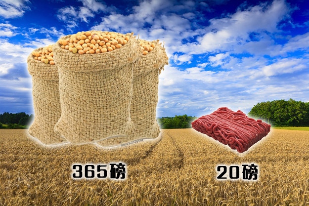 一畝土地能生產大量穀物，但若改為種植動物飼料，最終只能生產到很少量的肉食。（網路圖片）