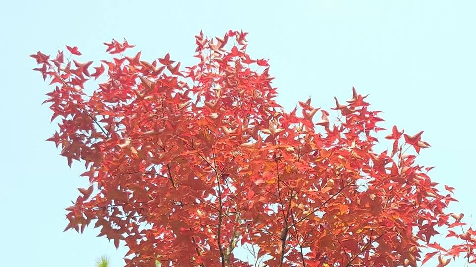 紅葉季節 12月中紅葉盛放期元朗大棠料周日最紅