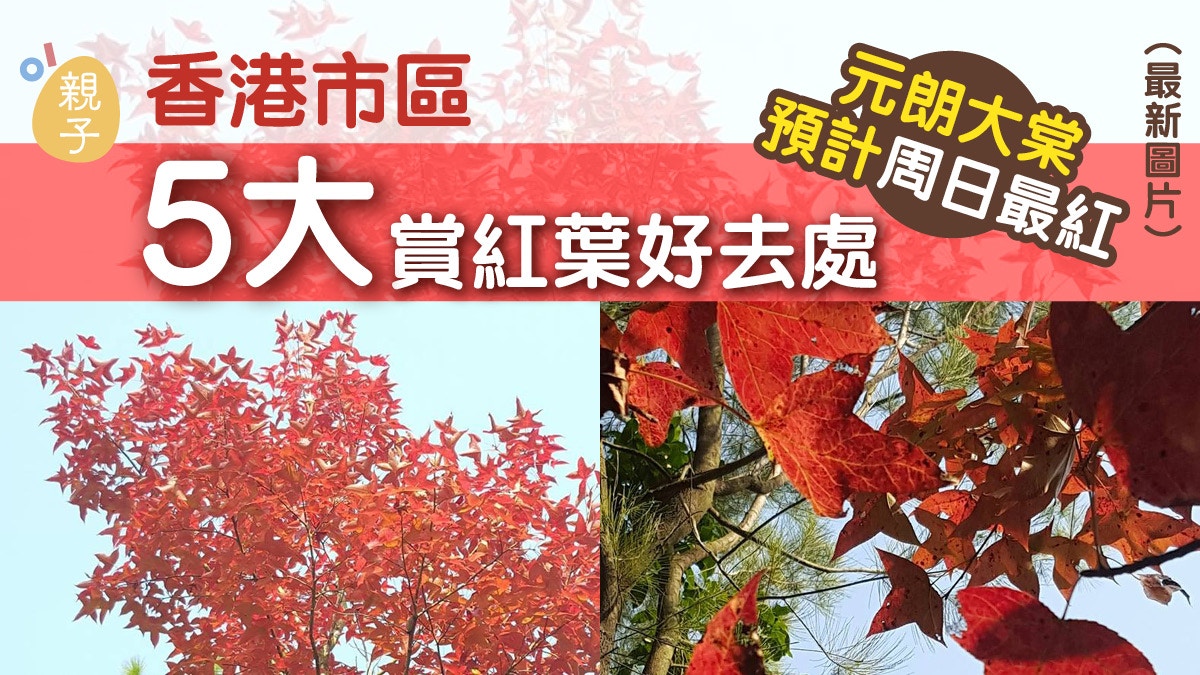 紅葉季節 12月中紅葉盛放期元朗大棠料周日最紅
