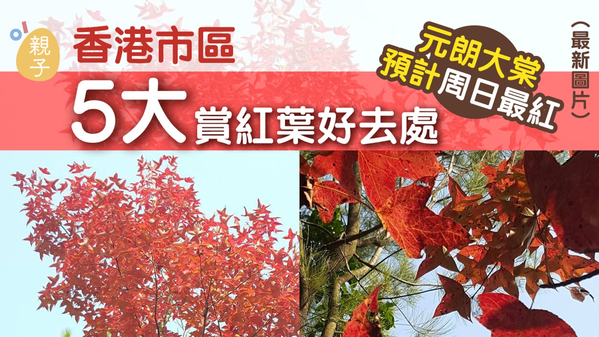 紅葉季節 12月中紅葉盛放期元朗大棠料周日最紅 香港01 親子 紅葉季節 12月中紅葉盛放期元朗大棠料周日最紅 香港01 親子
