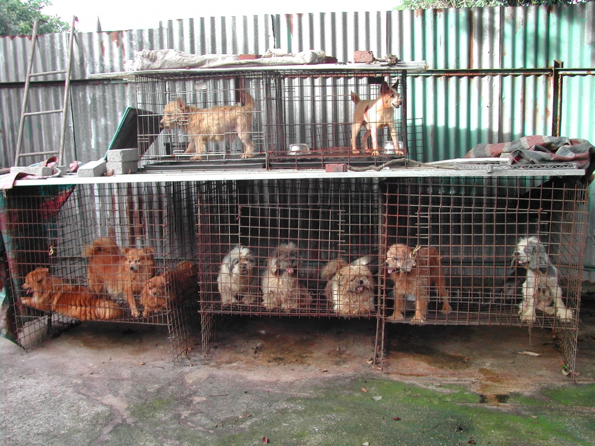 政府放寬繁殖場發牌香港淪為動物繁殖港 來稿 香港01 博評 政府放寬繁殖場發牌香港淪為動物繁殖港 來稿 香港01 博評