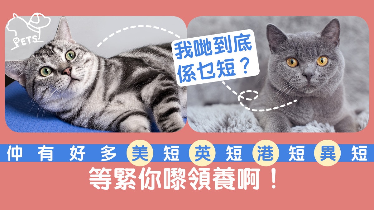 英國短毛貓 美國短毛貓撞晒樣眼耳口鼻毛色有乜分別 香港01 寵物 英國短毛貓 美國短毛貓撞晒樣眼耳口鼻毛色有乜分別 香港01 寵物