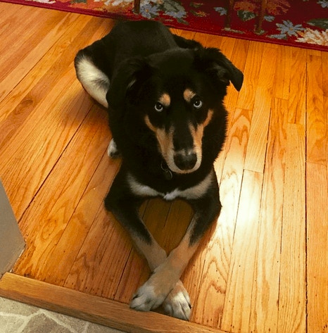 同人一樣，交叉雙手放身前會覺得舒服啲。（barkpost.com）