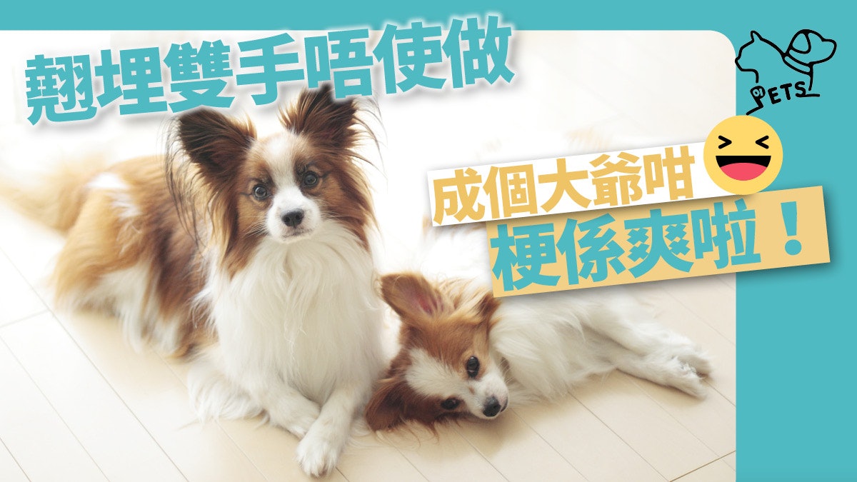 【頭搖又尾擺】點解狗狗交叉手? 8個代表「爽歪歪」的身體語言 【頭搖又尾擺】點解狗狗交叉手? 8個代表「爽歪歪」的身體語言