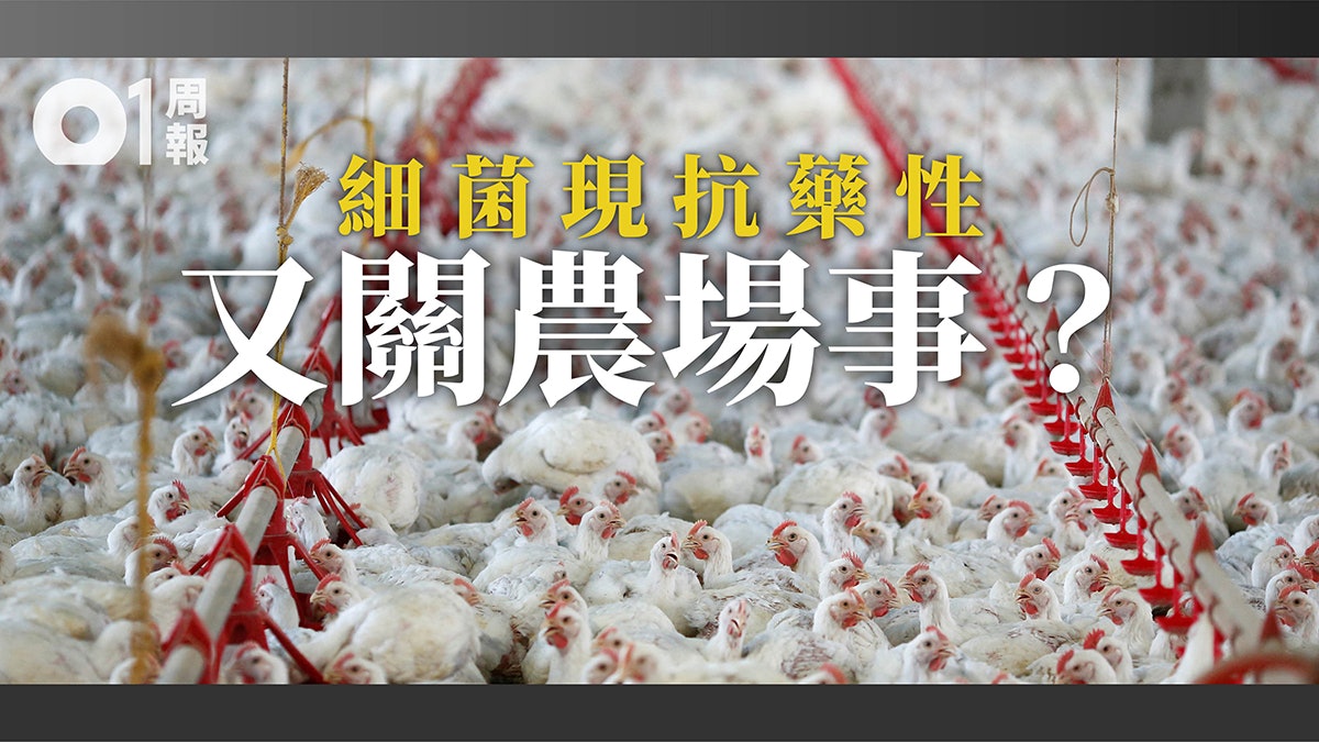 【科技.未來】農場停用抗生素 超級惡菌就能防? 【科技.未來】農場停用抗生素 超級惡菌就能防?