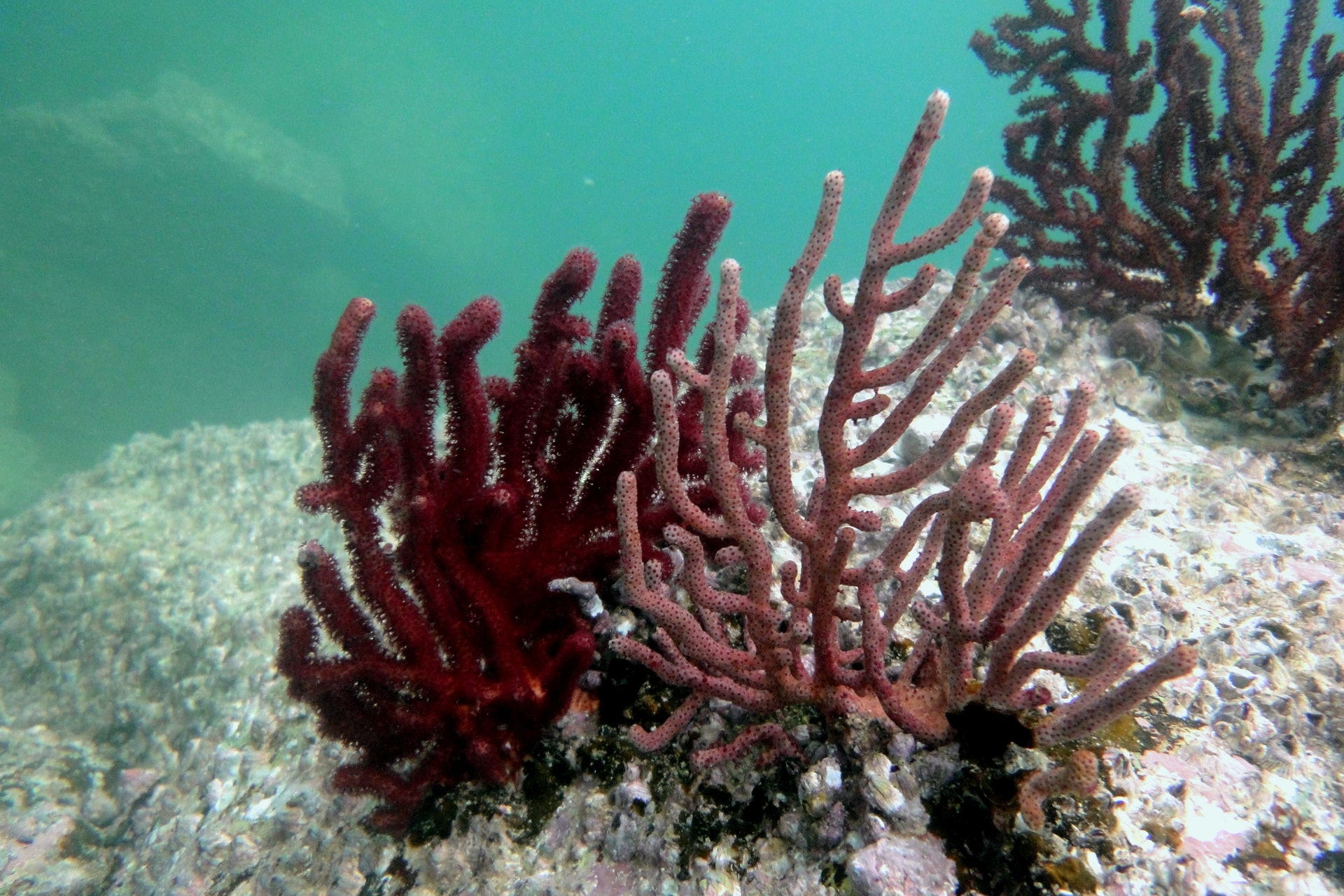 海底下的彩色城市千變萬化的香港珊瑚 圖輯 香港01 社區專題 海底下的彩色城市千變萬化的香港珊瑚 圖輯 香港01 社區專題