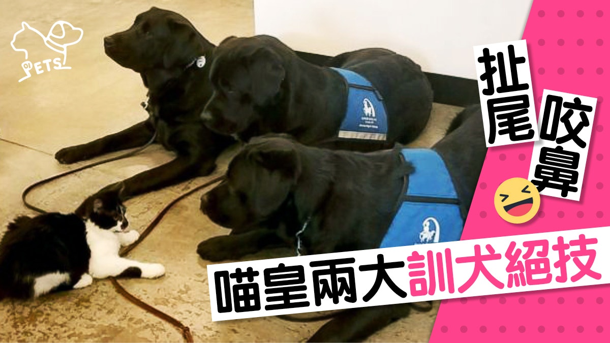 唔使頸圈電擊嘅 訓犬有貓搞掂晒 治療犬負責人:佢自以為係老闆 唔使頸圈電擊嘅 訓犬有貓搞掂晒 治療犬負責人:佢自以為係老闆