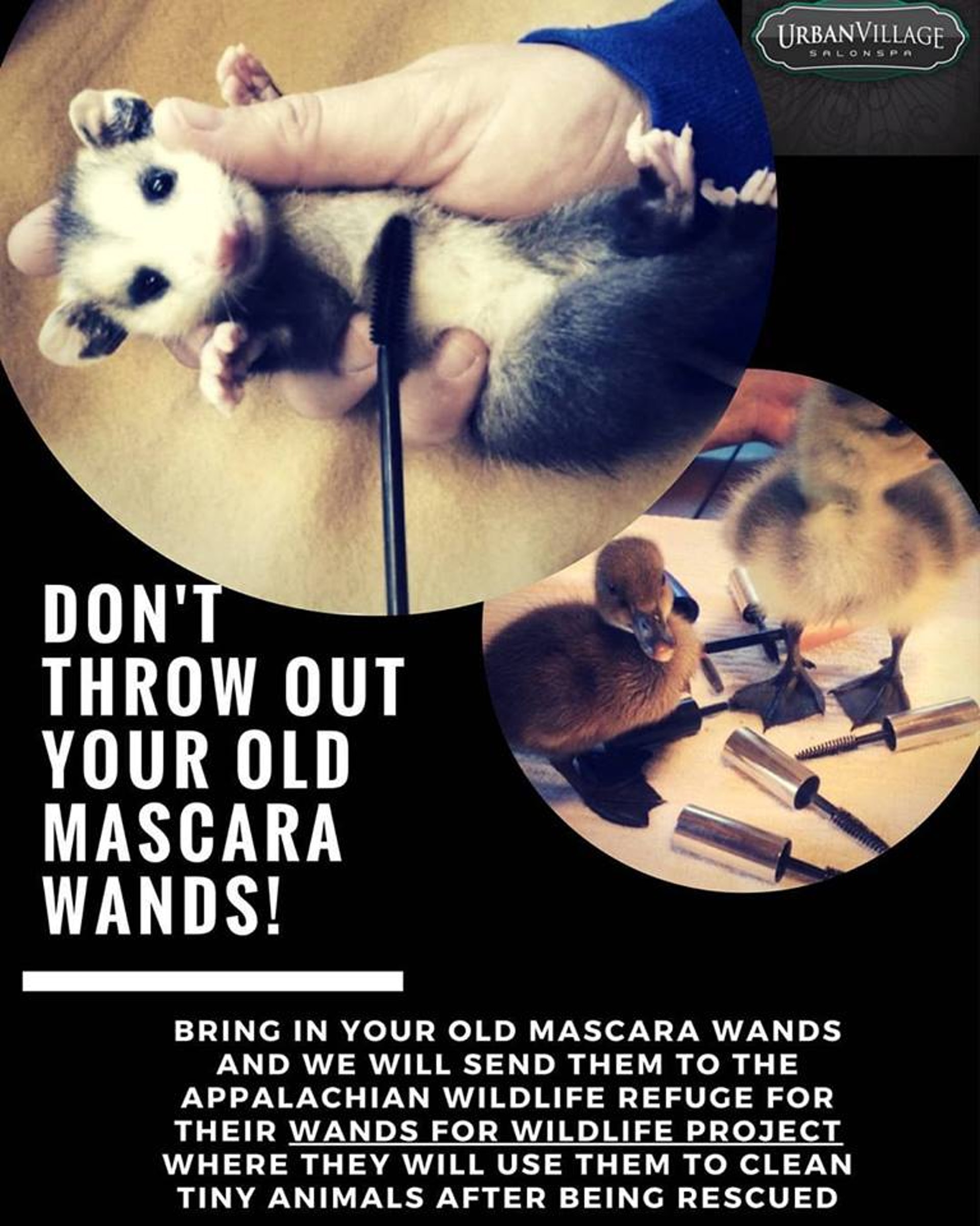 組織至三月起,在網上呼籲大眾捐出舊睫毛刷來幫助野生動物。(Appalachian Wildlife Refuge@facebook) 組織至三月起,在網上呼籲大眾捐出舊睫毛刷來幫助野生動物。(Appalachian Wildlife Refuge@facebook)