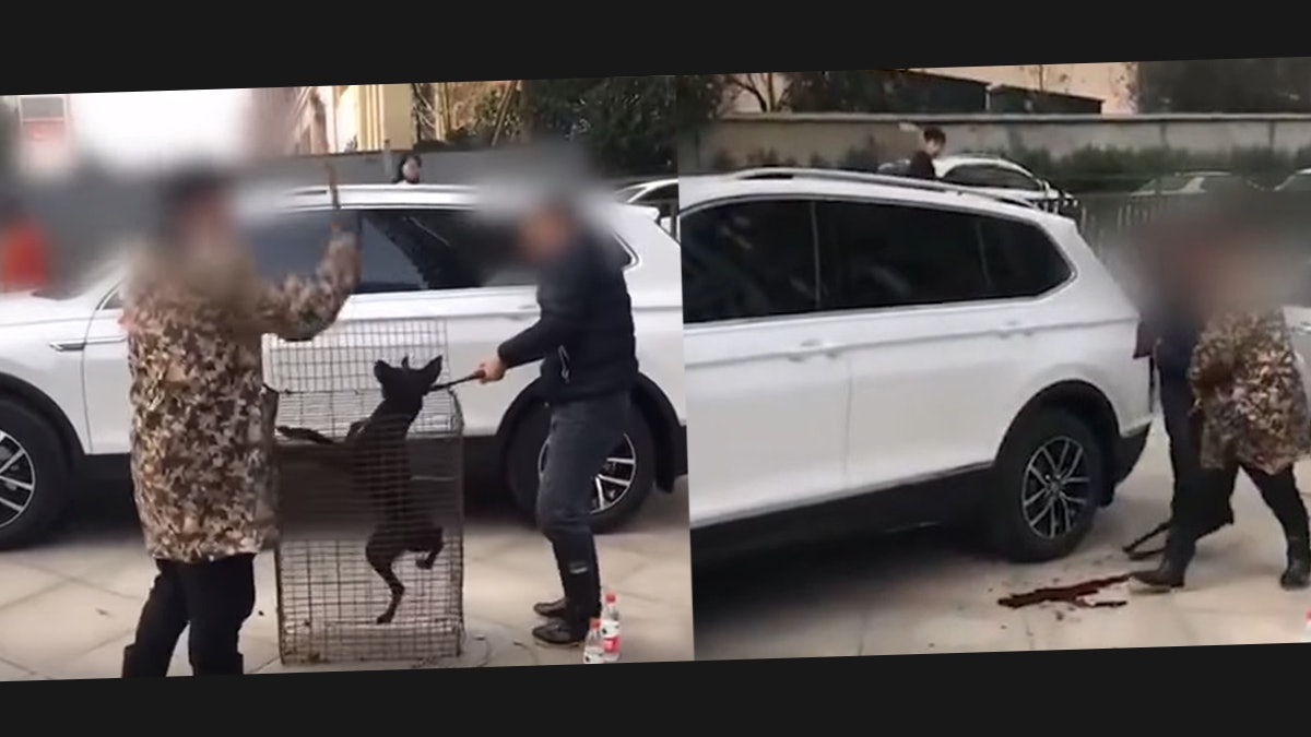 【慎入】買新車扑死狗 灑狗血可保平安? 湖南女車主:我家習俗 【慎入】買新車扑死狗 灑狗血可保平安? 湖南女車主:我家習俗