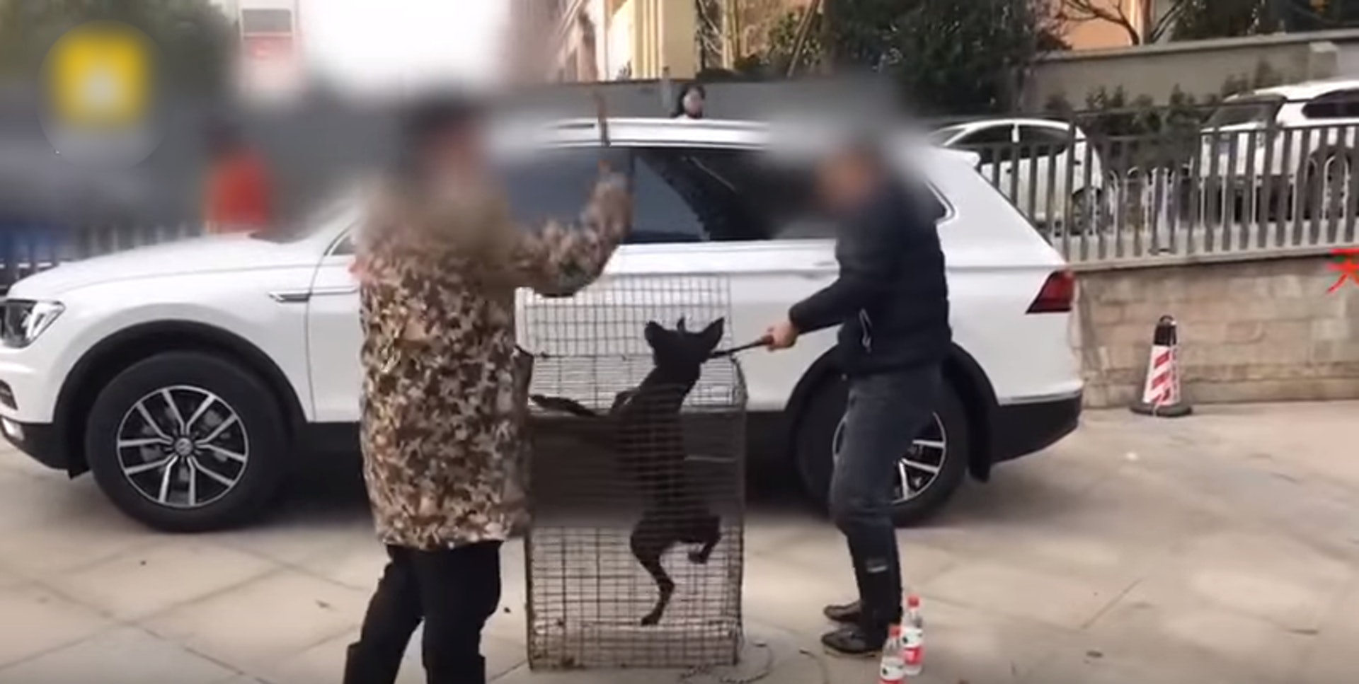 兩個男子在街頭用鐵棍虐殺黑狗,令狗狗不停發生慘叫聲。(網上片段截圖) 兩個男子在街頭用鐵棍虐殺黑狗,令狗狗不停發生慘叫聲。(網上片段截圖)
