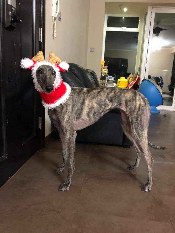 格力犬有不少「異於常狗」的特性,而且澳門的格力犬缺乏社交,更需要耐性和時間磨合。(資料圖片) 格力犬有不少「異於常狗」的特性,而且澳門的格力犬缺乏社交,更需要耐性和時間磨合。(資料圖片)