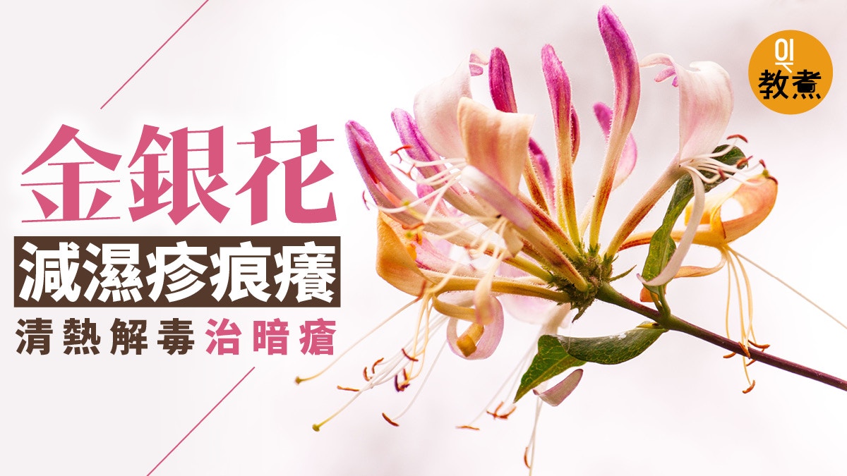 花草茶療 金銀花水舒緩濕疹痕癢泡茶清熱解毒火鍋後飲最啱