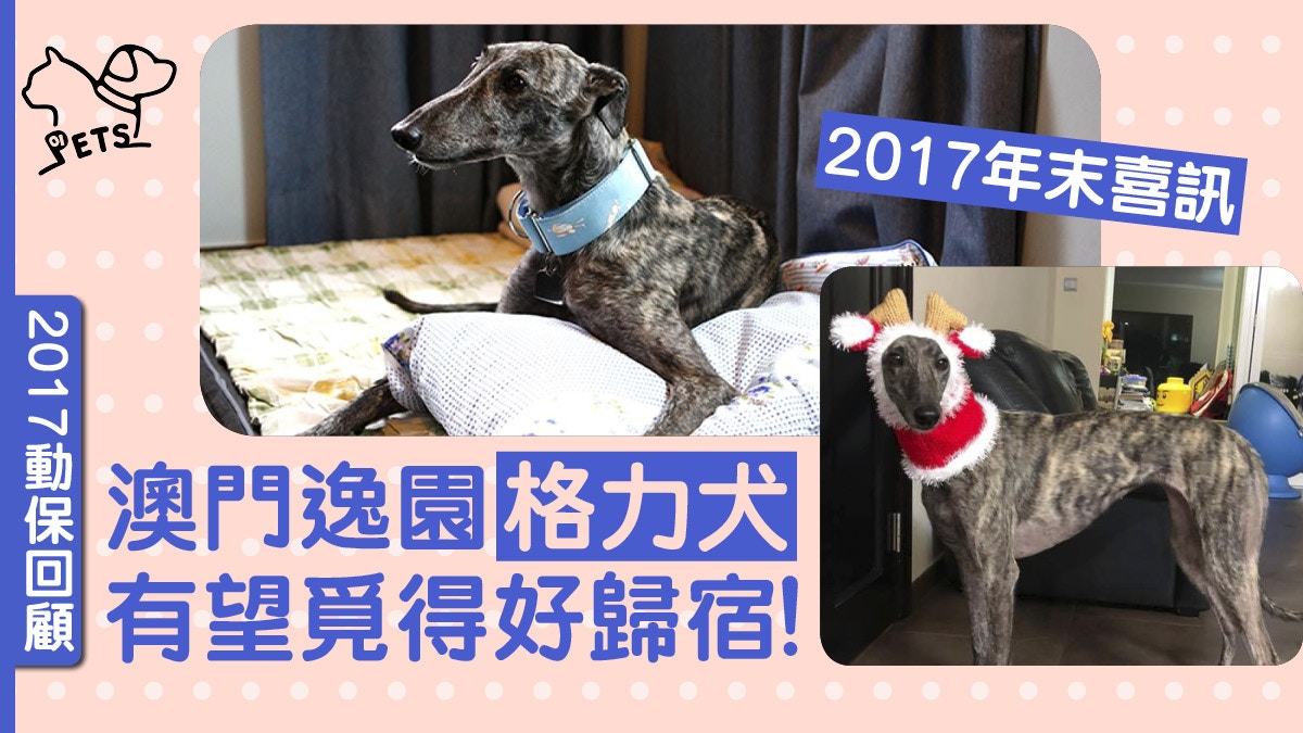 【2017動保回顧．二】澳門逸園650格力犬　義工：有望陸續供領養