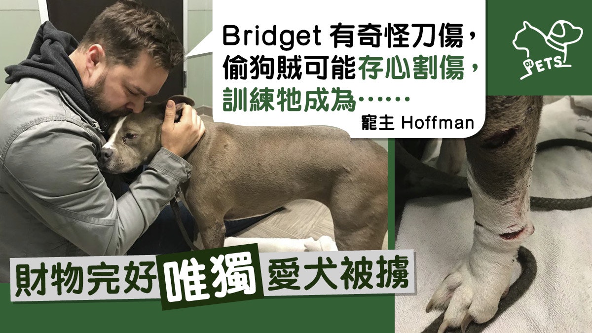 賊人入屋爆竊偷走愛犬 寵主四出尋找:只有兩個情況我會放棄…… 賊人入屋爆竊偷走愛犬 寵主四出尋找:只有兩個情況我會放棄……
