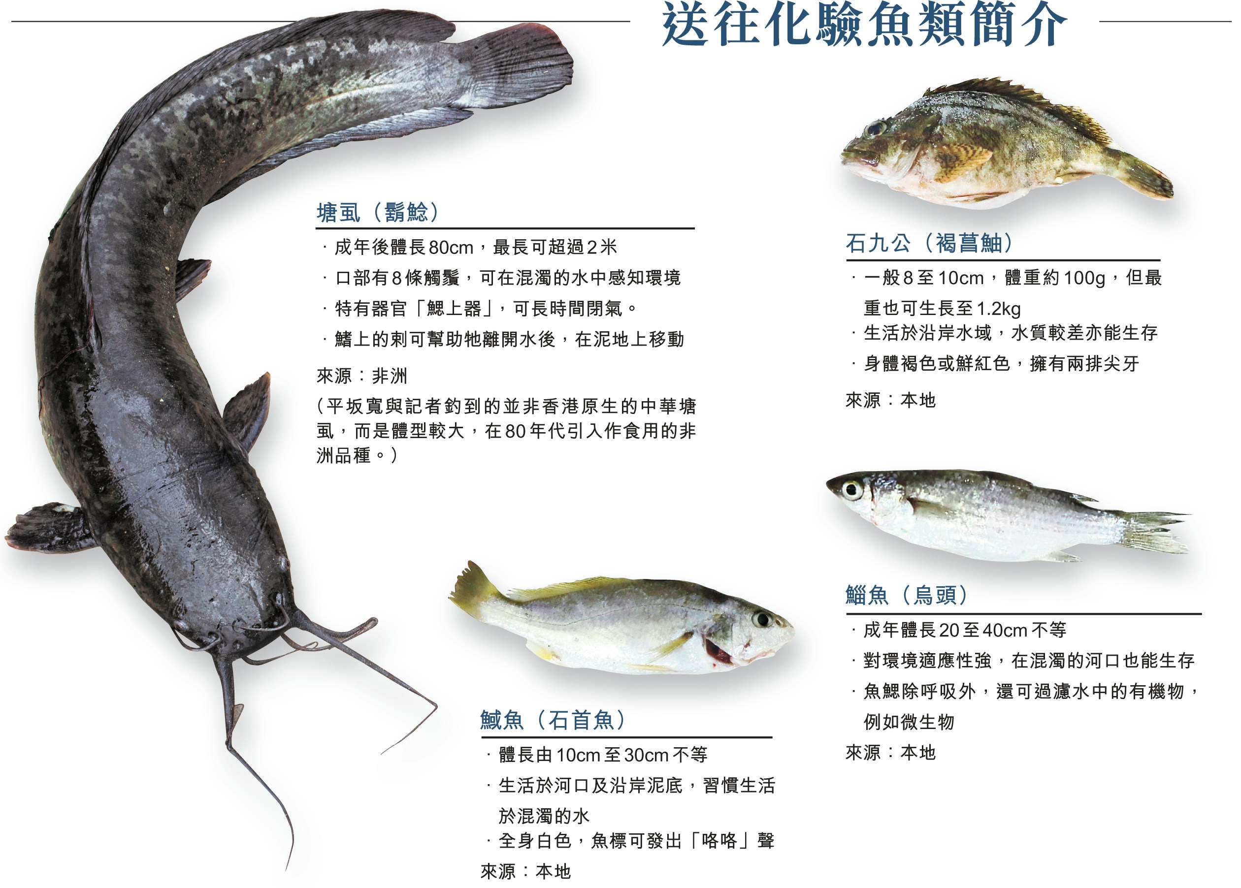 塘虱風暴 驗三碼頭26條魚全及格wwf 無工業污染可食用