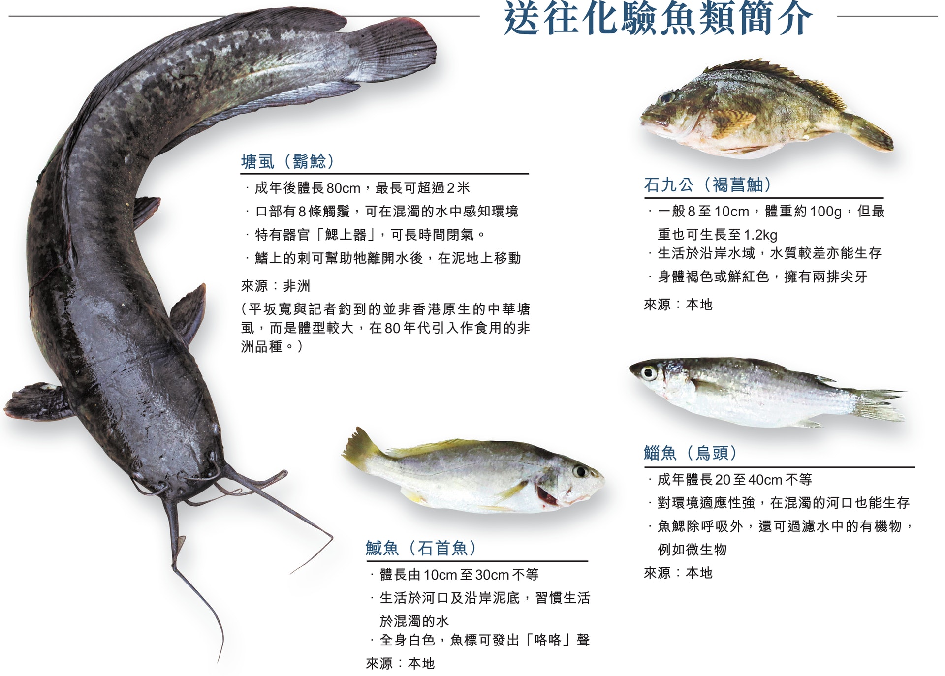 塘虱風暴 驗三碼頭26條魚全及格wwf 無工業污染可食用 塘虱風暴 驗三碼頭26條魚全及格wwf 無工業污染可食用