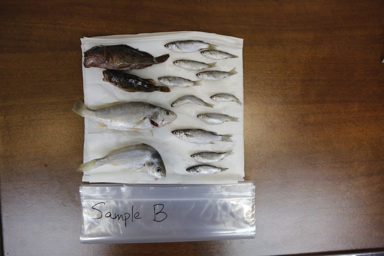 塘虱風暴】驗三碼頭26條魚全及格WWF：無工業污染可食用