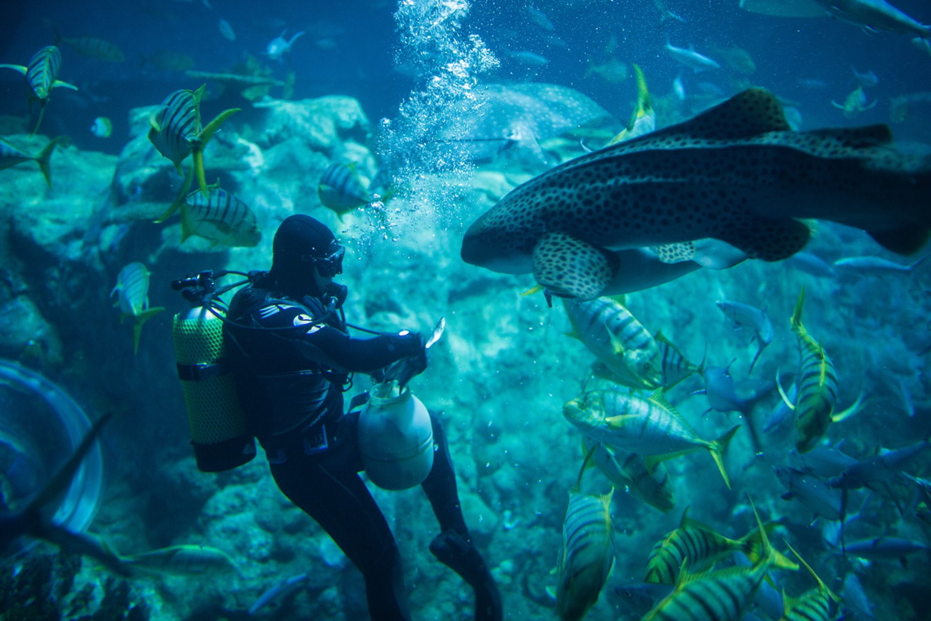 職人的一天 水族部執行經理對魚比對人多魚類脾性全知曉 香港01 社區專題 職人的一天 水族部執行經理對魚比對人多魚類脾性全知曉 香港01 社區專題