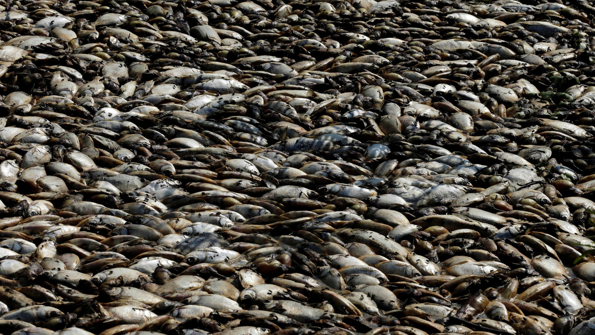 海上缺氧「死亡地帶」激增四倍 未來或出現大規模海洋生物絕種 海上缺氧「死亡地帶」激增四倍 未來或出現大規模海洋生物絕種