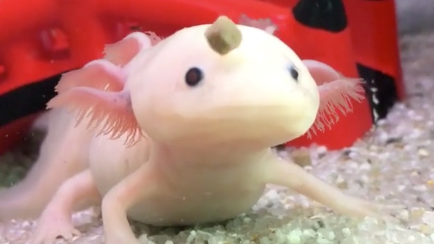 蠑螈 食物降落超懵 慢3秒 獵食失敗蠑螈呆樣笑翻4萬網友 香港01 寵物