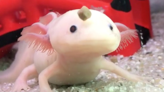 蠑螈 食物降落超懵 慢3秒 獵食失敗蠑螈呆樣笑翻4萬網友 香港01 寵物