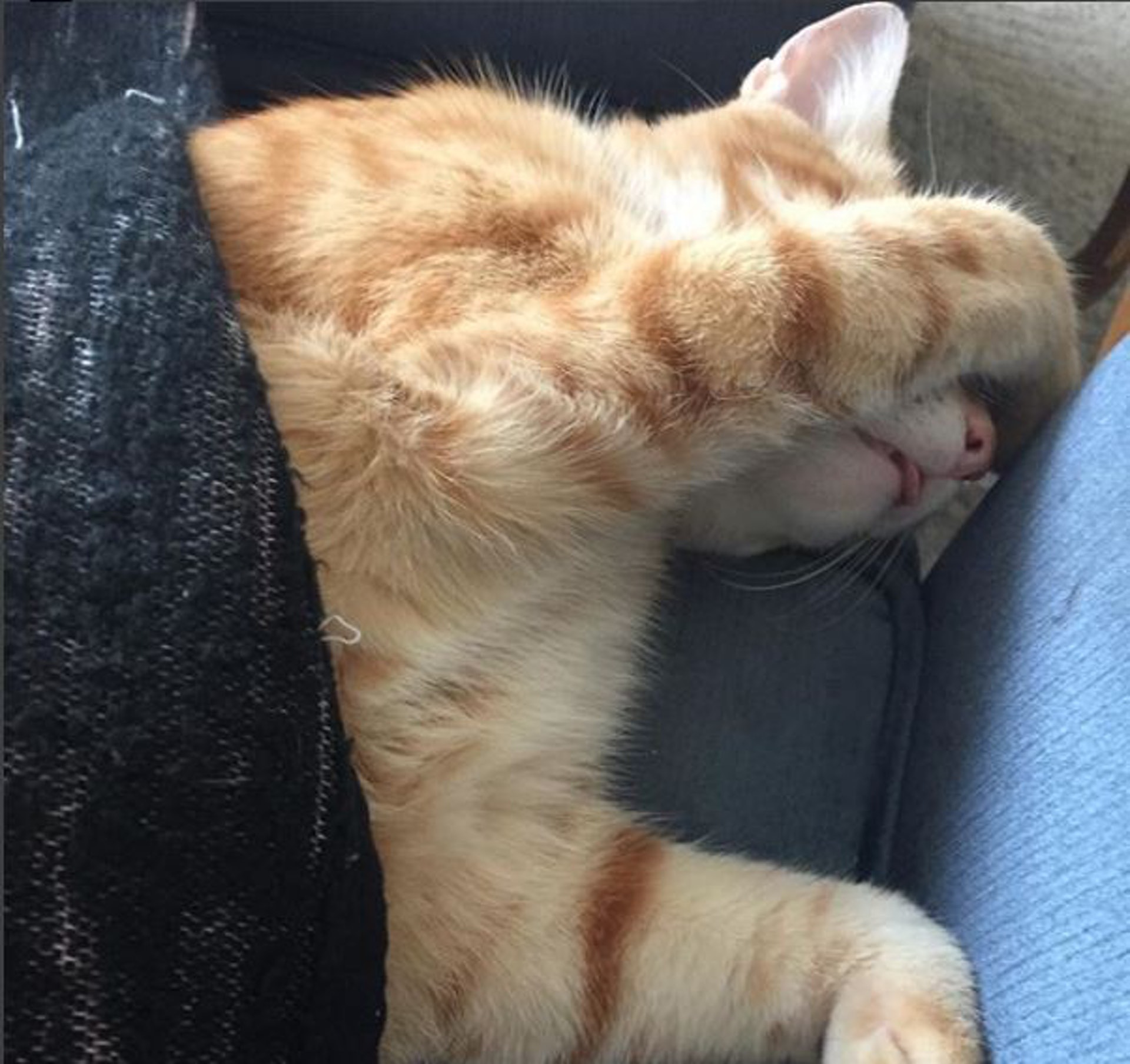 除了埋頭外，貓咪有時也會用手遮眼，也有可能是光線太亮的緣故。(TiffanyHiggins_author@instagram)