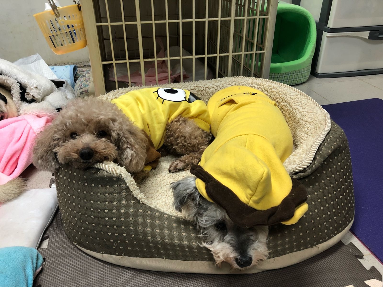 阿棍屋為年老及有病的狗狗移師室內,開電暖爐保暖。(阿棍屋提供) 阿棍屋為年老及有病的狗狗移師室內,開電暖爐保暖。(阿棍屋提供)