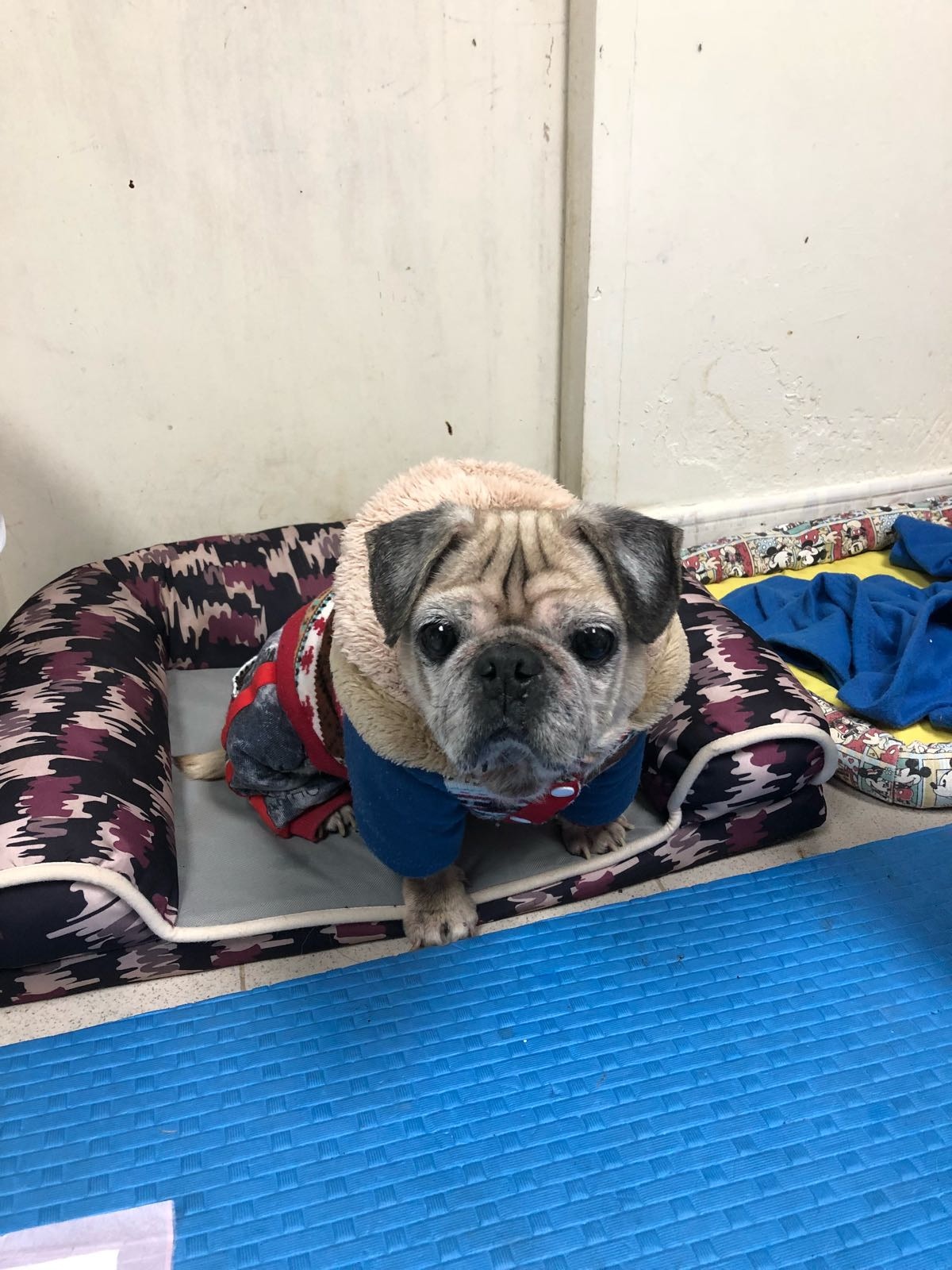 阿棍屋為年老及有病的狗狗移師室內,開電暖爐保暖。(阿棍屋提供) 阿棍屋為年老及有病的狗狗移師室內,開電暖爐保暖。(阿棍屋提供)