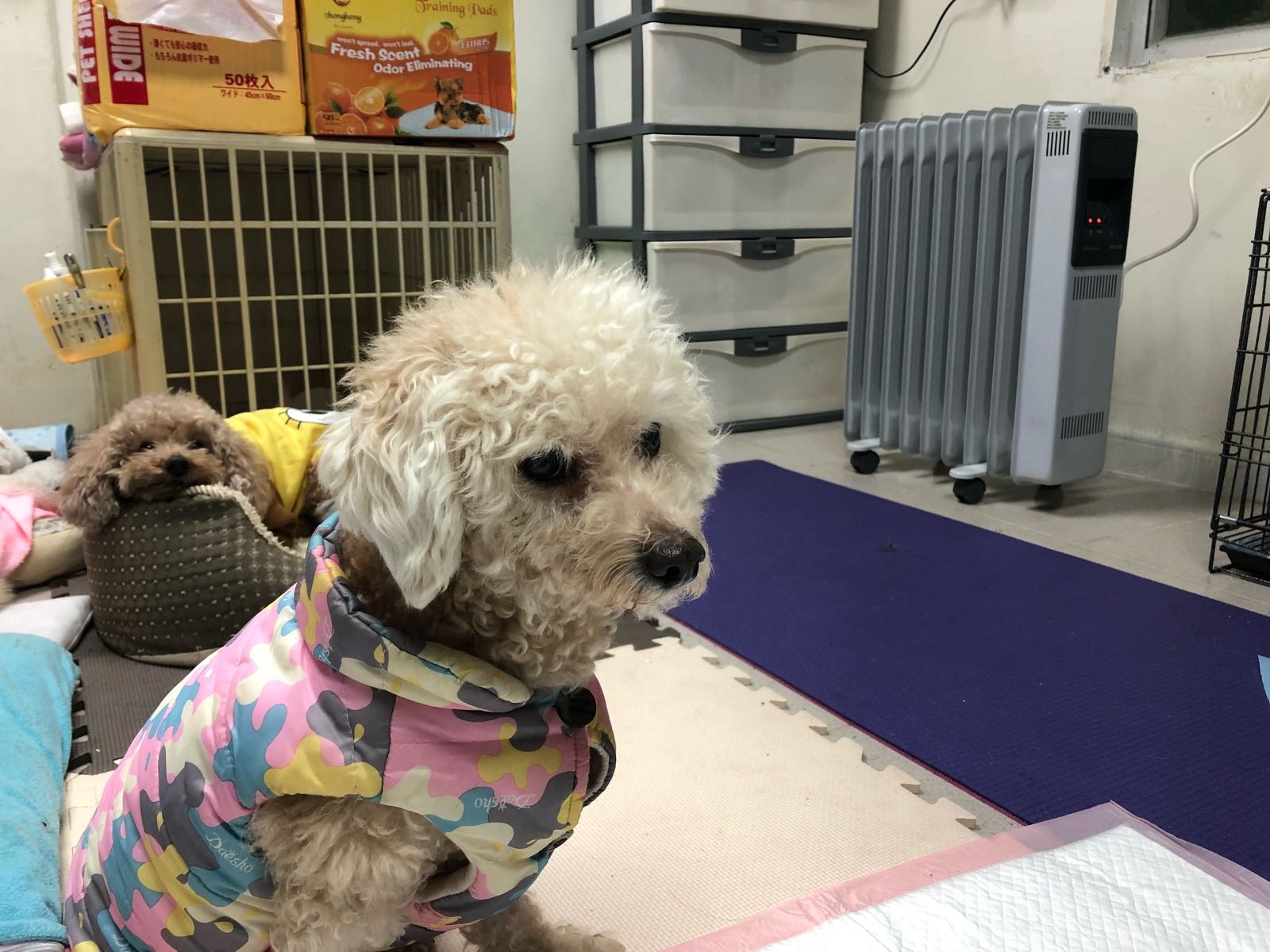 阿棍屋為年老及有病的狗狗移師室內,開電暖爐保暖。(阿棍屋提供) 阿棍屋為年老及有病的狗狗移師室內,開電暖爐保暖。(阿棍屋提供)