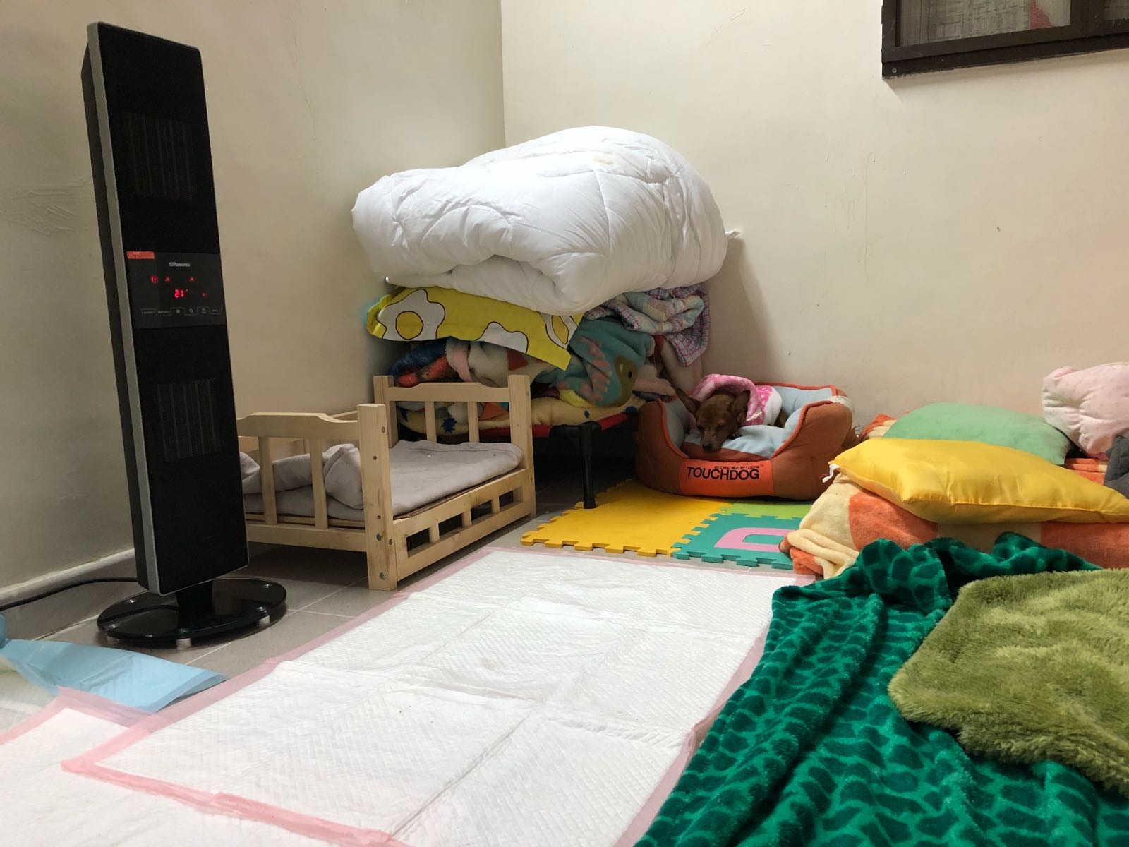 阿棍屋為年老及有病的狗狗移師室內,開電暖爐保暖。(阿棍屋提供) 阿棍屋為年老及有病的狗狗移師室內,開電暖爐保暖。(阿棍屋提供)