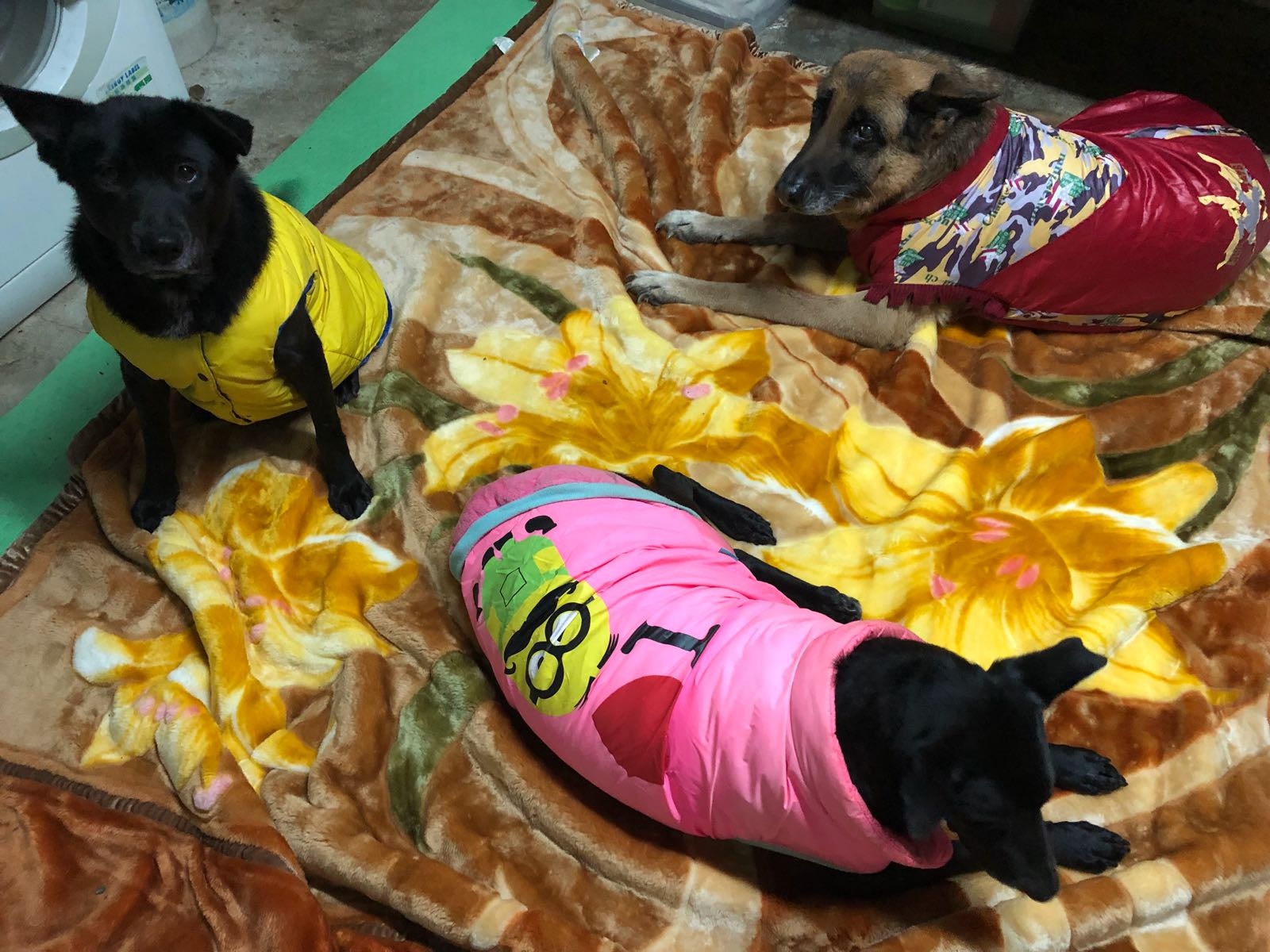 阿棍屋為年老及有病的狗狗移師室內,開電暖爐保暖。(阿棍屋提供) 阿棍屋為年老及有病的狗狗移師室內,開電暖爐保暖。(阿棍屋提供)