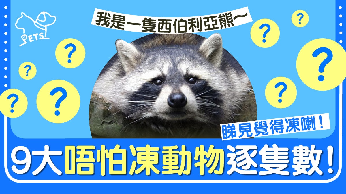 動物冷知識 冬天開party 9種動物愈冷愈開心 香港01 寵物 動物冷知識 冬天開party 9種動物愈冷愈開心 香港01 寵物