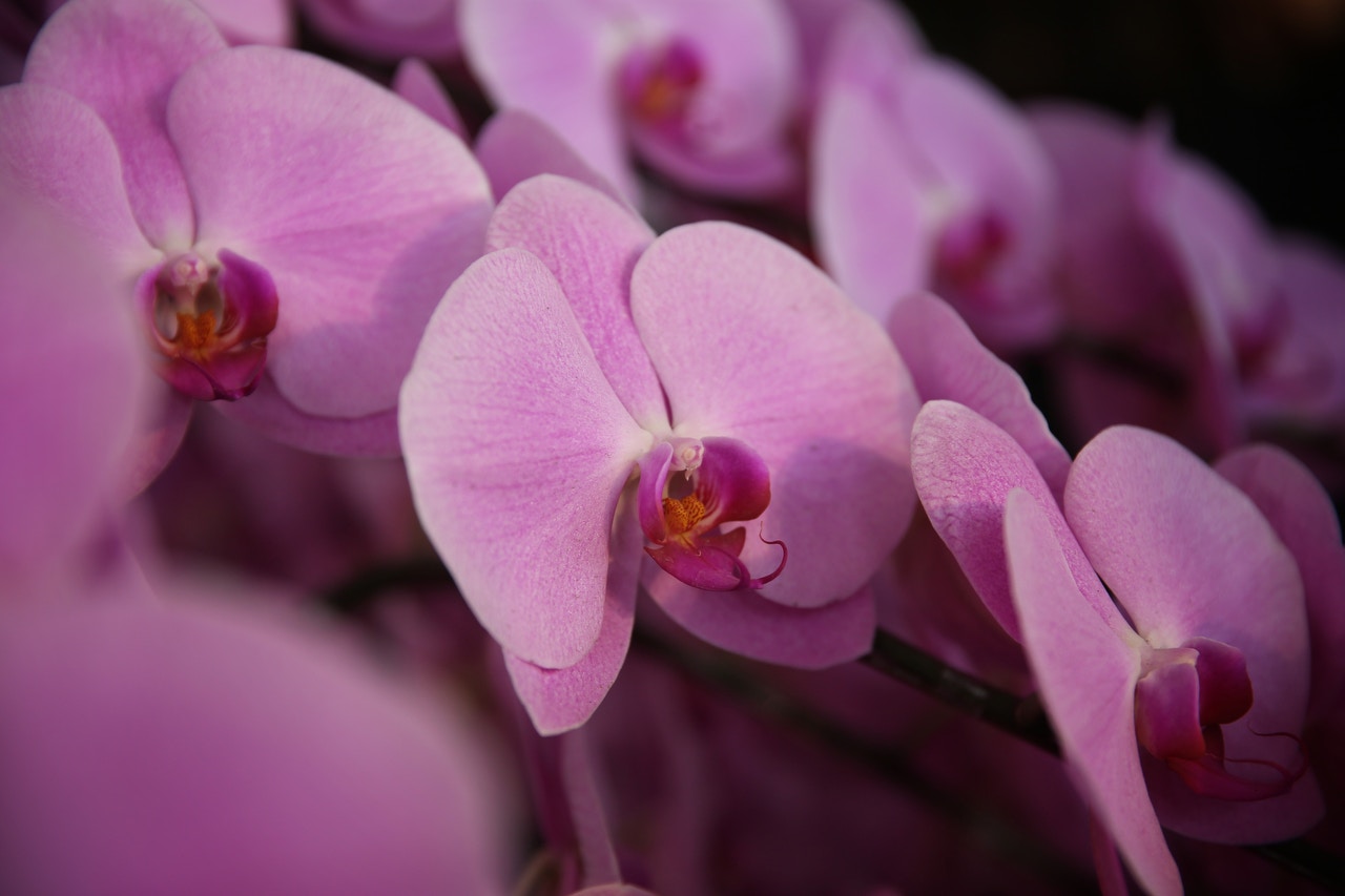 港首培植日本皇室蘭花 恩桃 最貴二萬八下月花展有得買 香港01 社會新聞