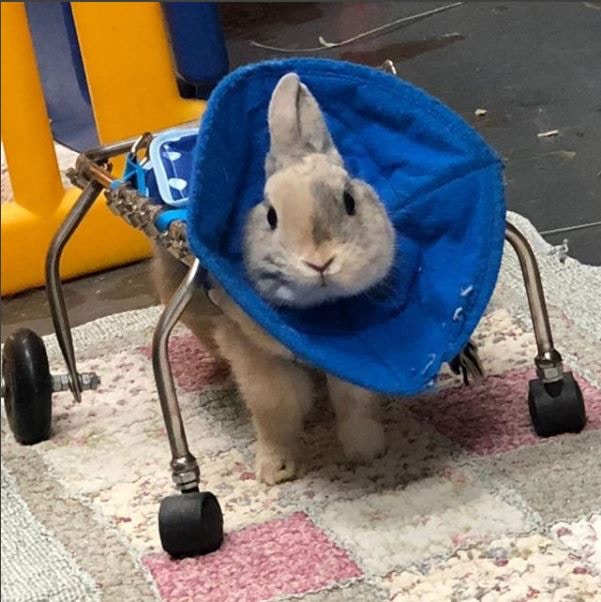 無法自如走路的Little，今後也要依靠輪椅活動。(香港兔友協會)